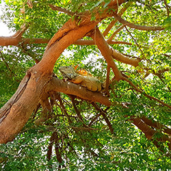 iguana en un arbol